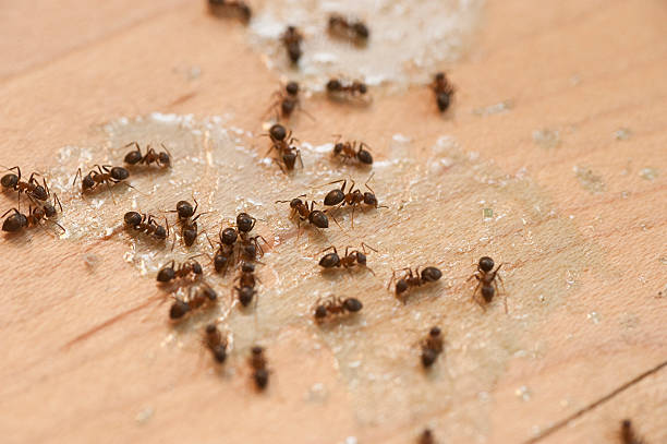 Insect Control in Broadview Park, FL