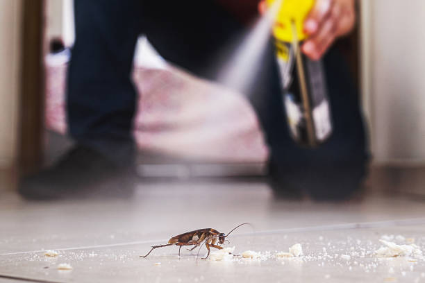 Best Termite Control Services  in Broadview Park, FL