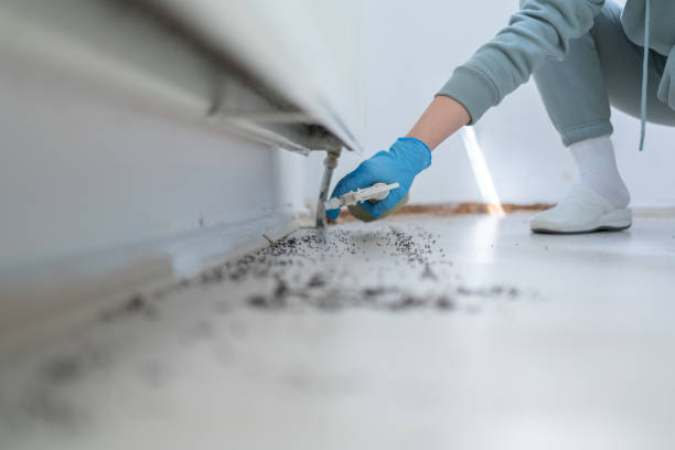 Best Affordable Pest Control Services  in Broadview Park, FL